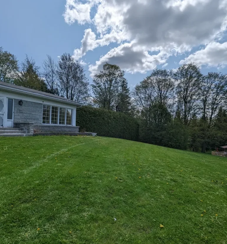 Haie de cèdre dense et bien taillée le long d'une pelouse entretenue à Sherbrooke