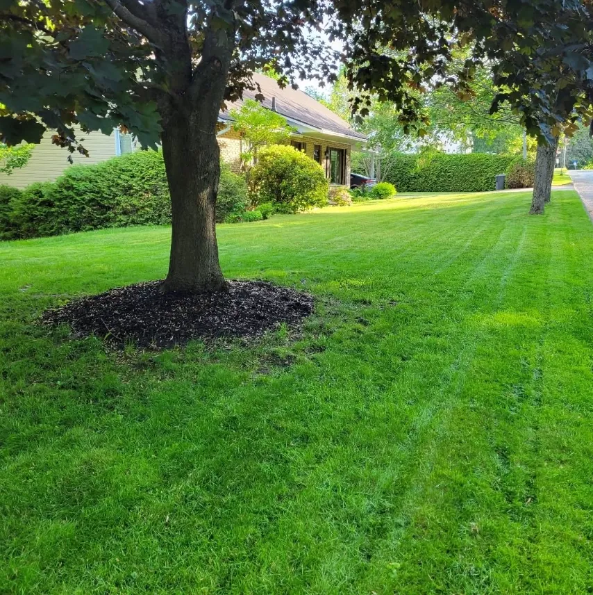 Tonte impeccable autour d'un arbre — bordures nettes et lignes droites