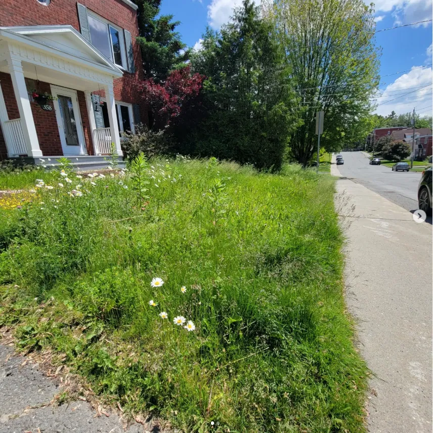 AVANT — terrain avant l'intervention d'Eco Pelouse Estrie