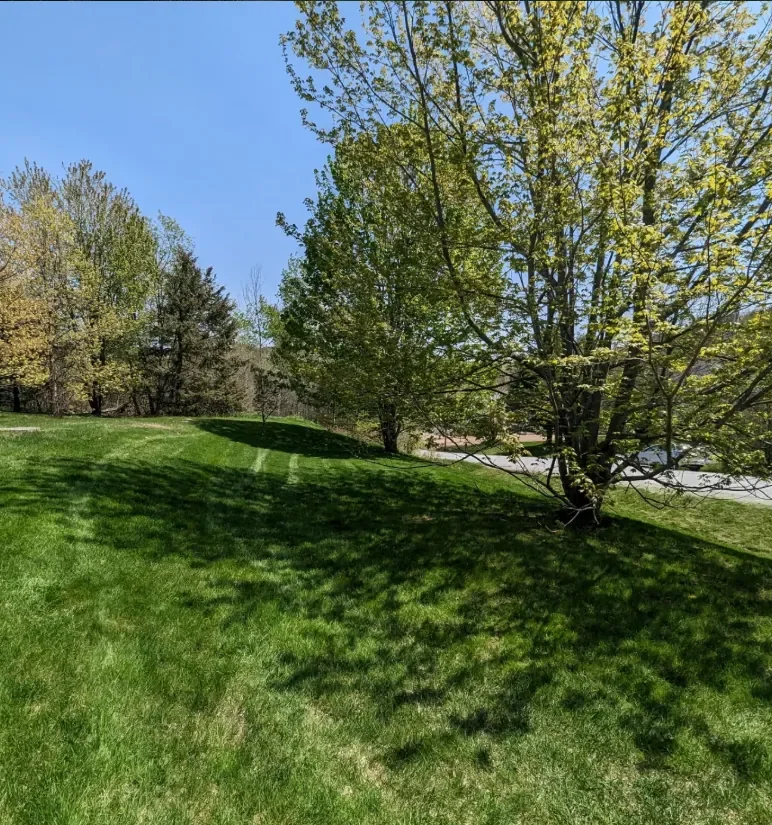 Pelouse verte et dense sous les arbres après un bon entretien, résultat d'un sol en santé en Estrie